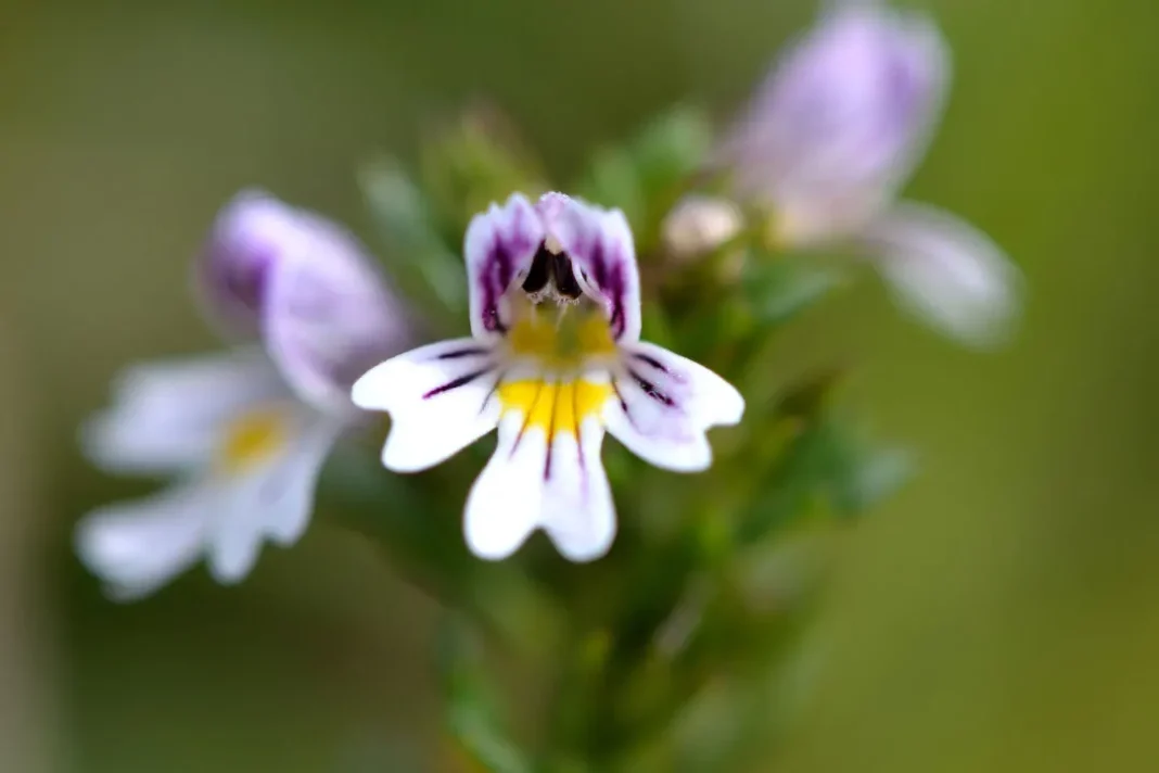 Eyebright.