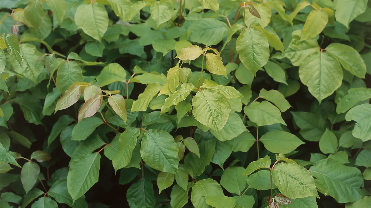 Poison Ivy, Oak, and Sumac.