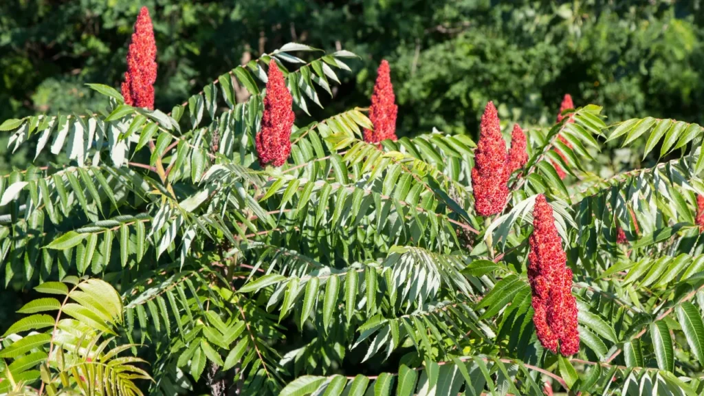 Sumac.